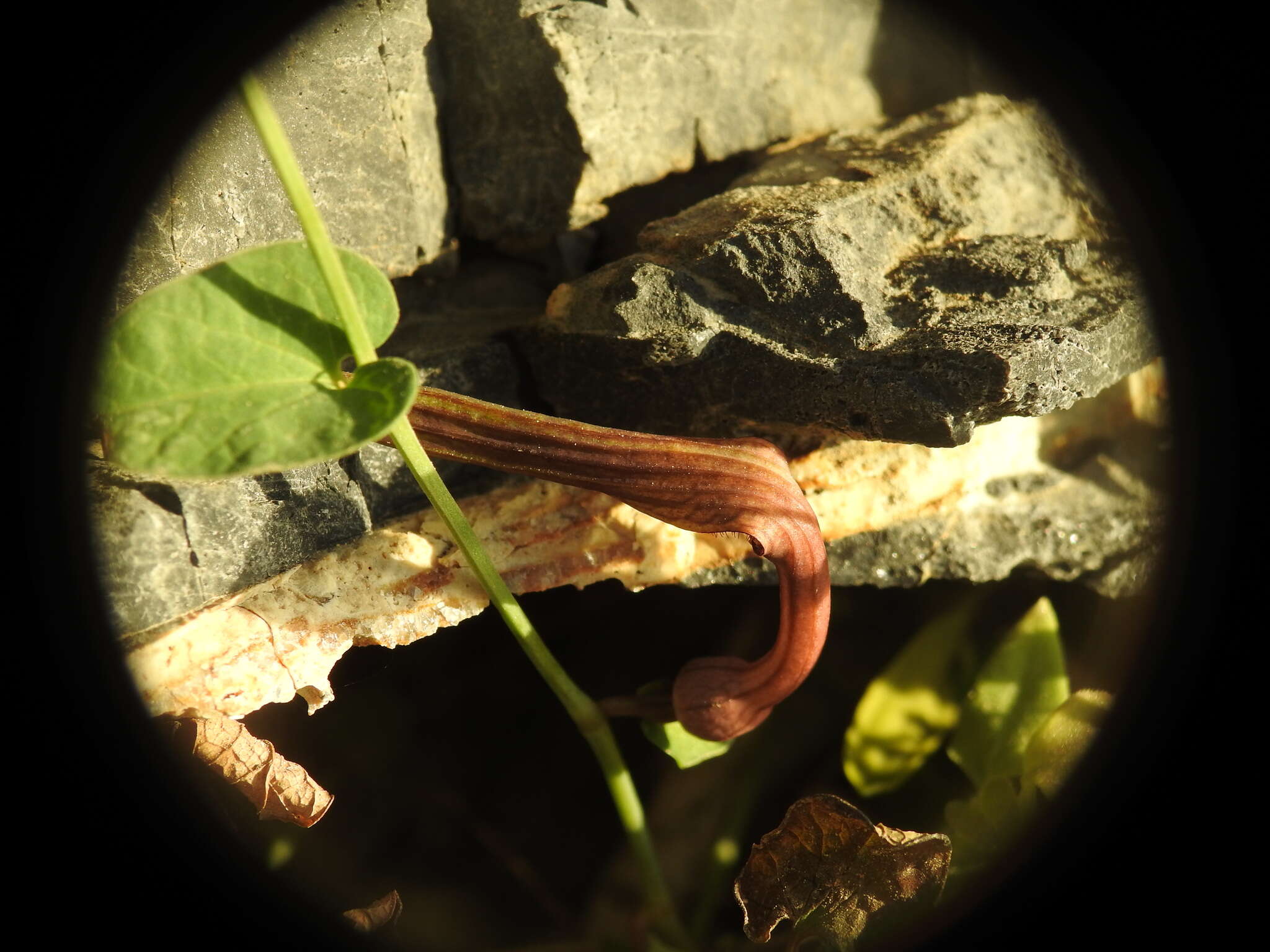 Image of Aristolochia parvifolia Sm.