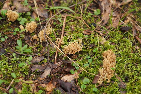 Image of Phaeoclavulina flaccida (Fr.) Giachini 2011