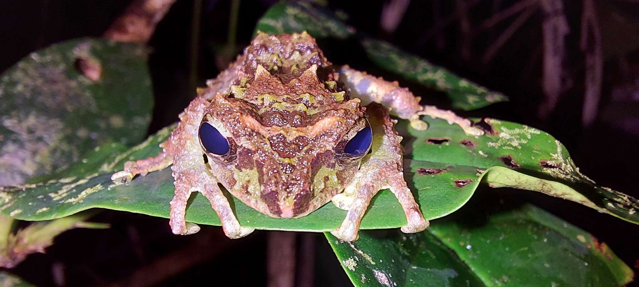 Image of Mossy Bush Frog