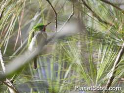 Image of Narrow-billed Tody