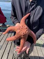 Image of Giant Pink Sea Star