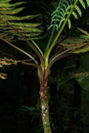 Image of Cyathea bipinnatifida (Bak.) Domin