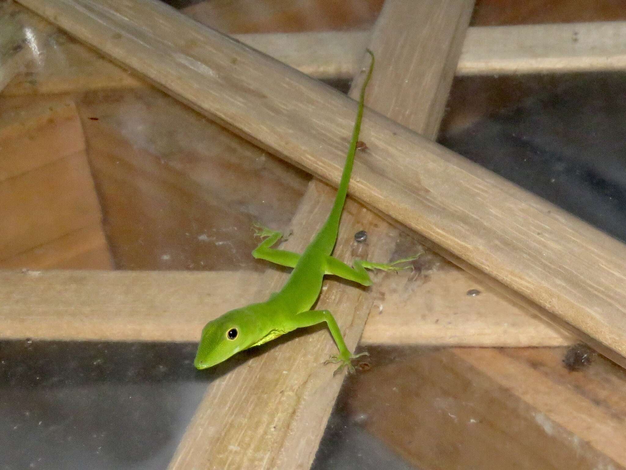 Image of Boulenger's Green Anole