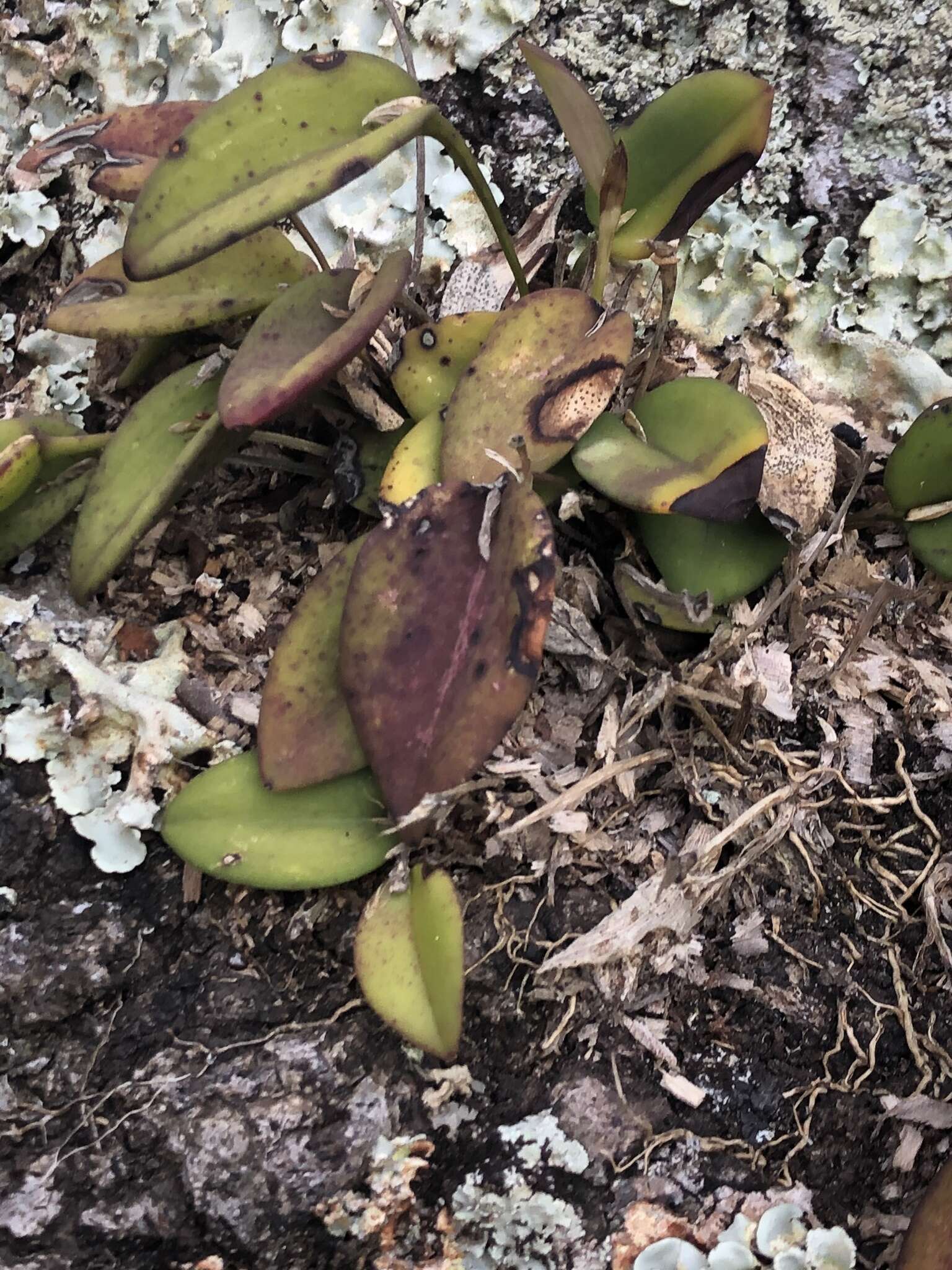 Image of Acianthera panduripetala (Barb. Rodr.) Pridgeon & M. W. Chase
