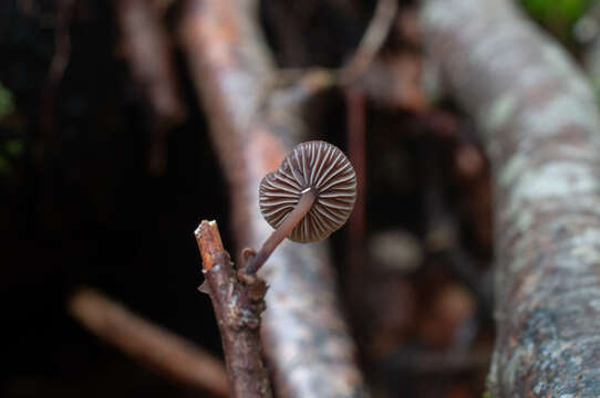 Image of Gymnopus foetidus (Sowerby) P. M. Kirk 2014