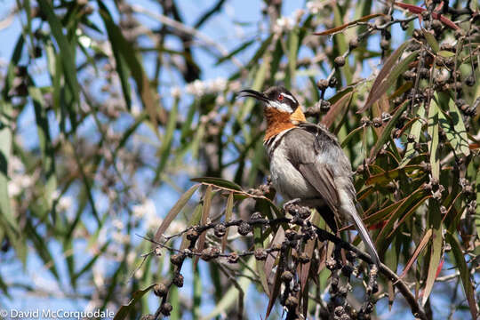 Image of Western Spinebill