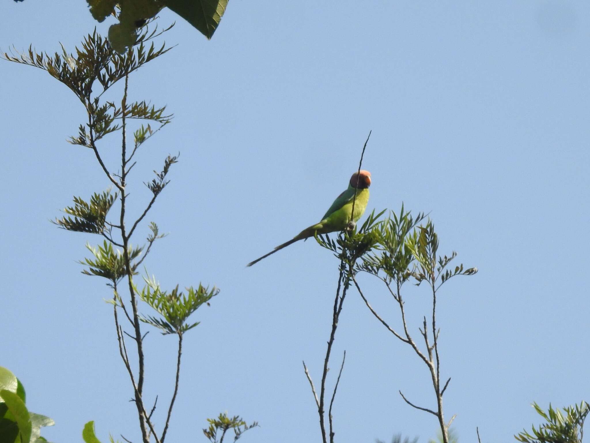 Image of Plum-headed Parakeet