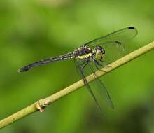 Image of <i>Agrionoptera longitudinalis biserialis</i> Selys 1879