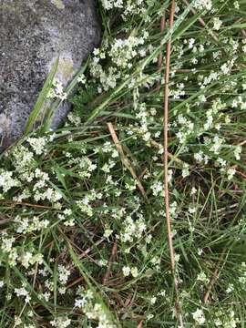 Plancia ëd Galium saxatile L.