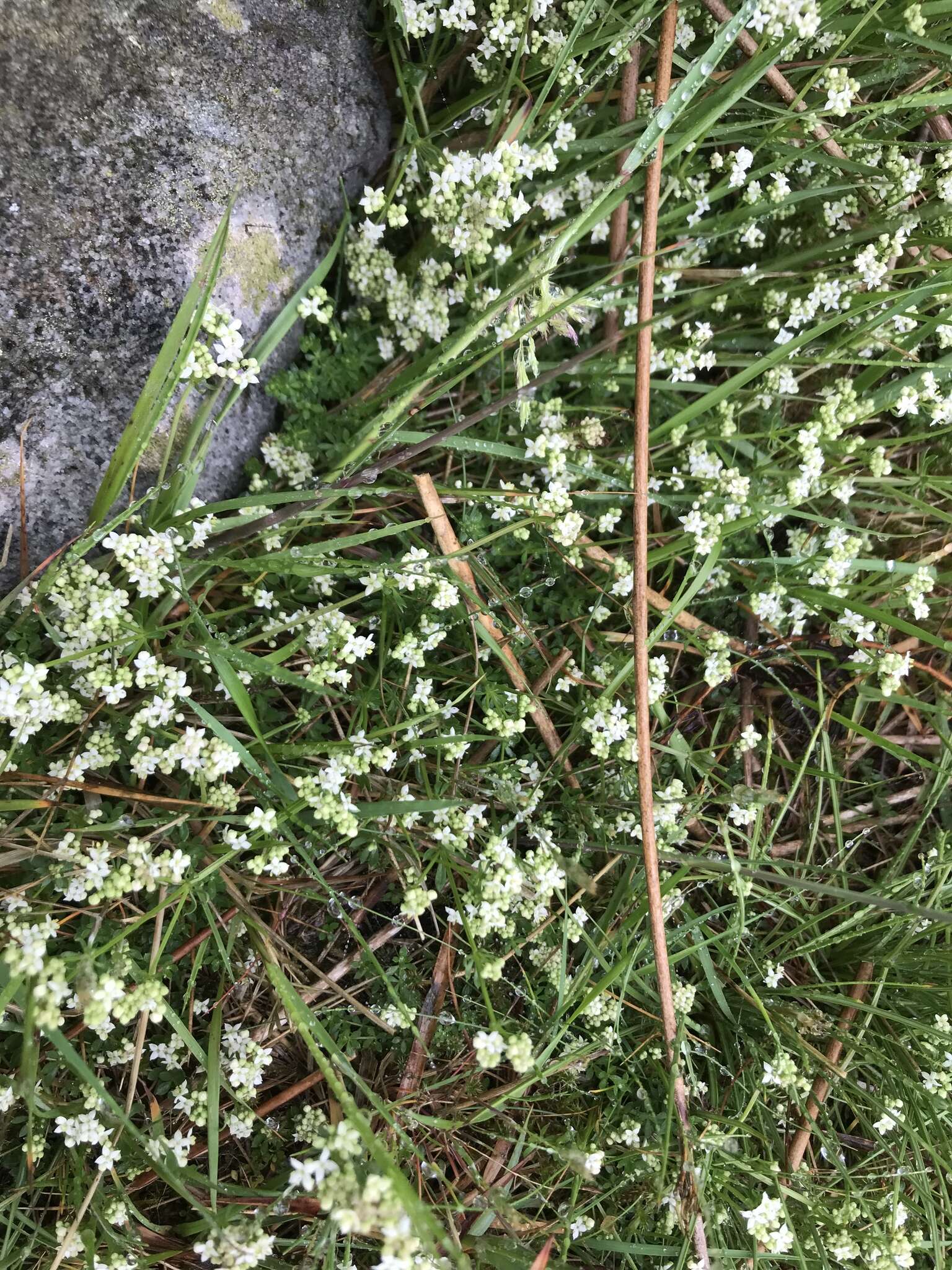 Image of heath bedstraw