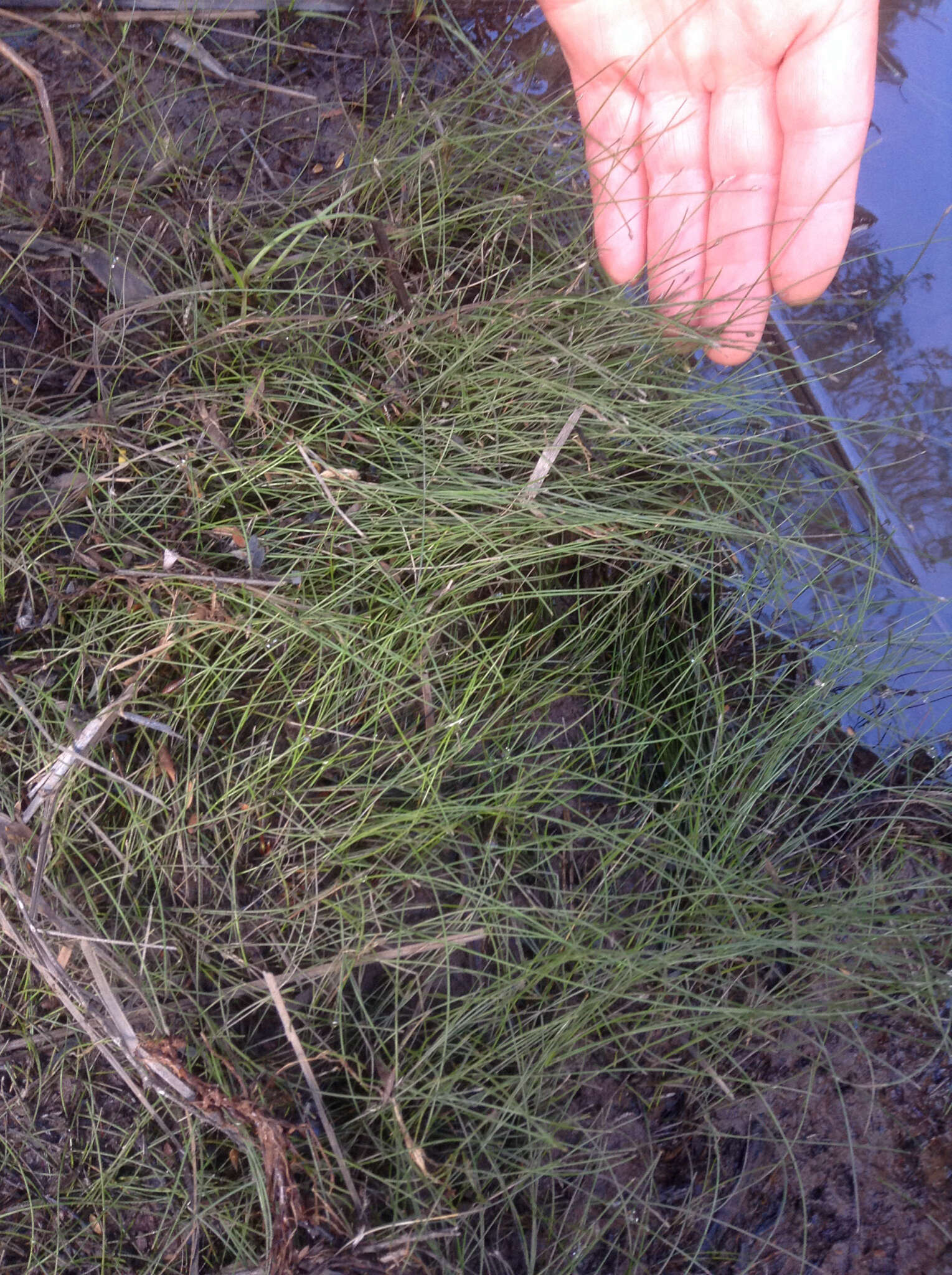 Image of Isolepis reticularis Colenso