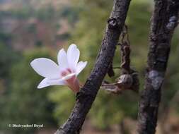 Image of Dendrobium barbatulum Lindl.