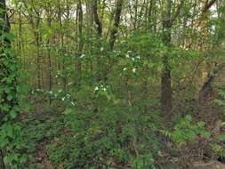 Imagem de Crataegus pruinosa var. gattingeri (Ashe) Lance