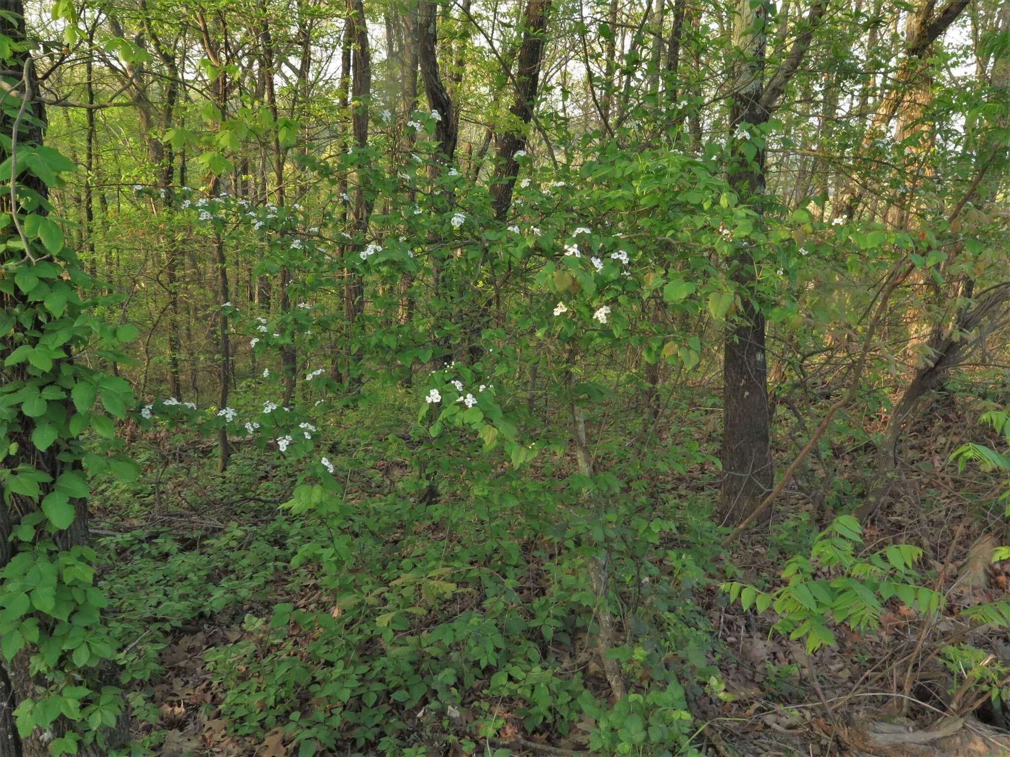 Слика од Crataegus pruinosa var. gattingeri (Ashe) Lance