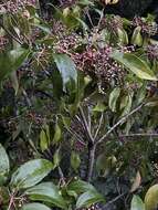 Image of Viburnum propinquum Hemsl.