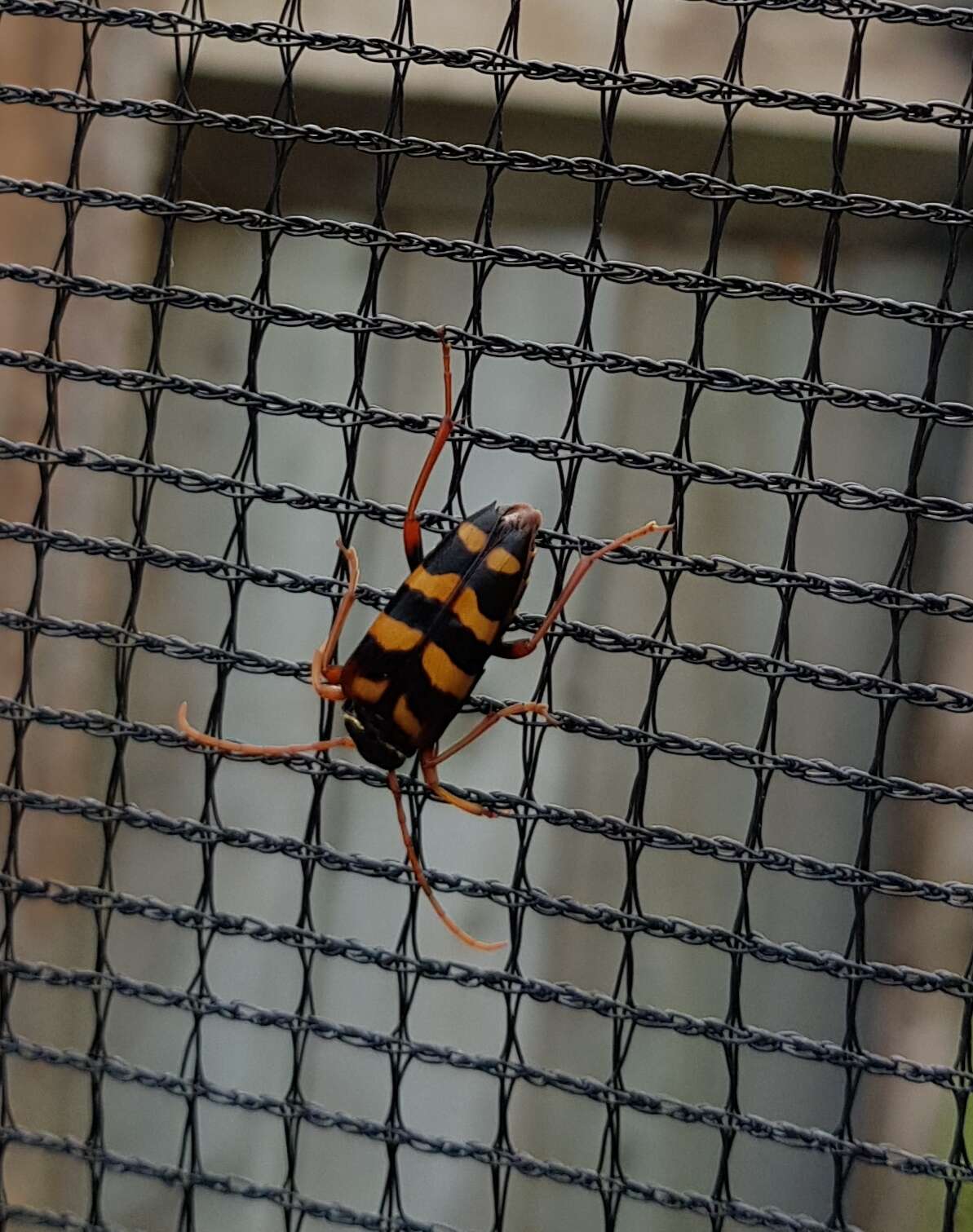 Image of Leptura aurulenta Fabricius 1793