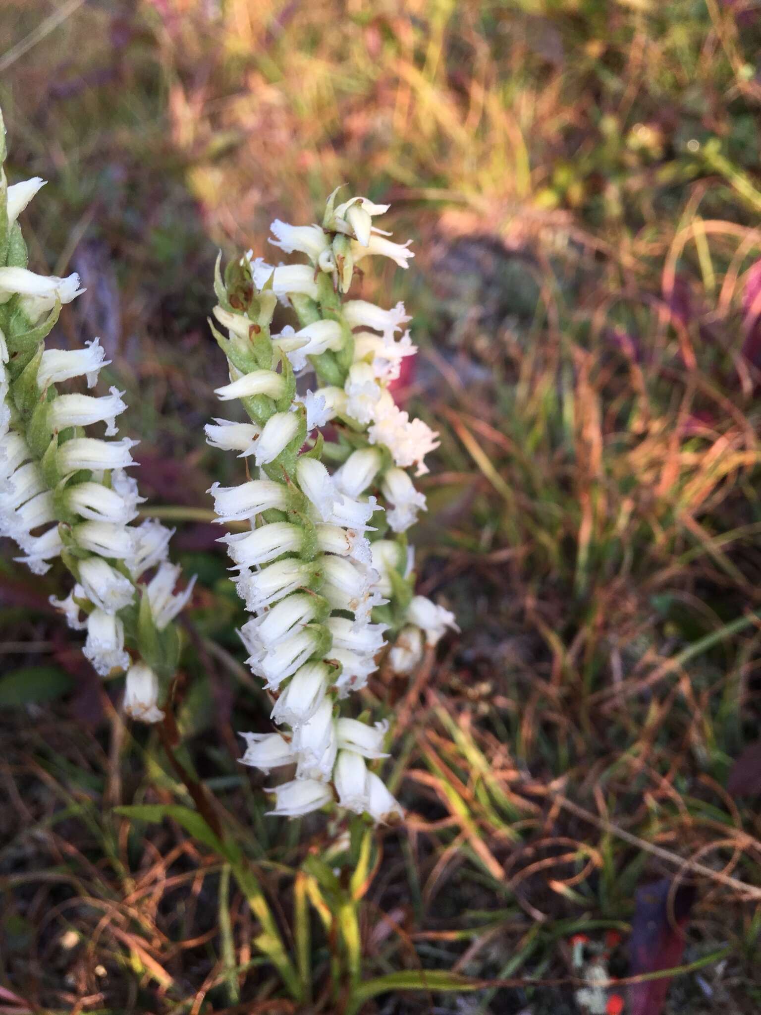 Image of Yellow nodding lady's tresses