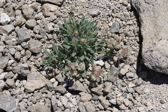 Image of compact phacelia