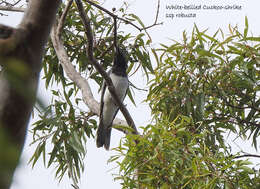 Imagem de Coracina papuensis robusta (Latham 1801)