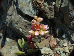 Imagem de Sedum laxum subsp. laxum