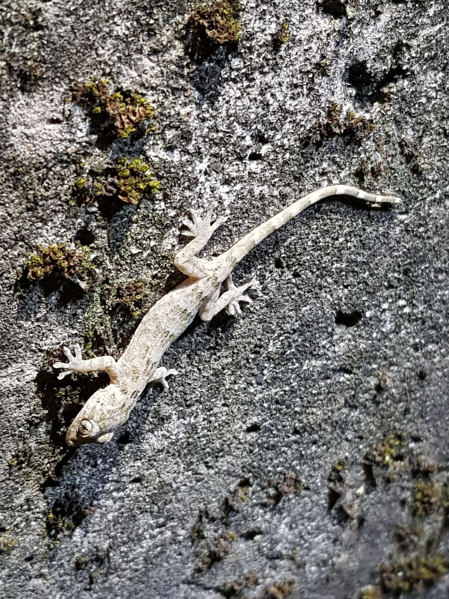 Image of Gray's Chinese Gecko