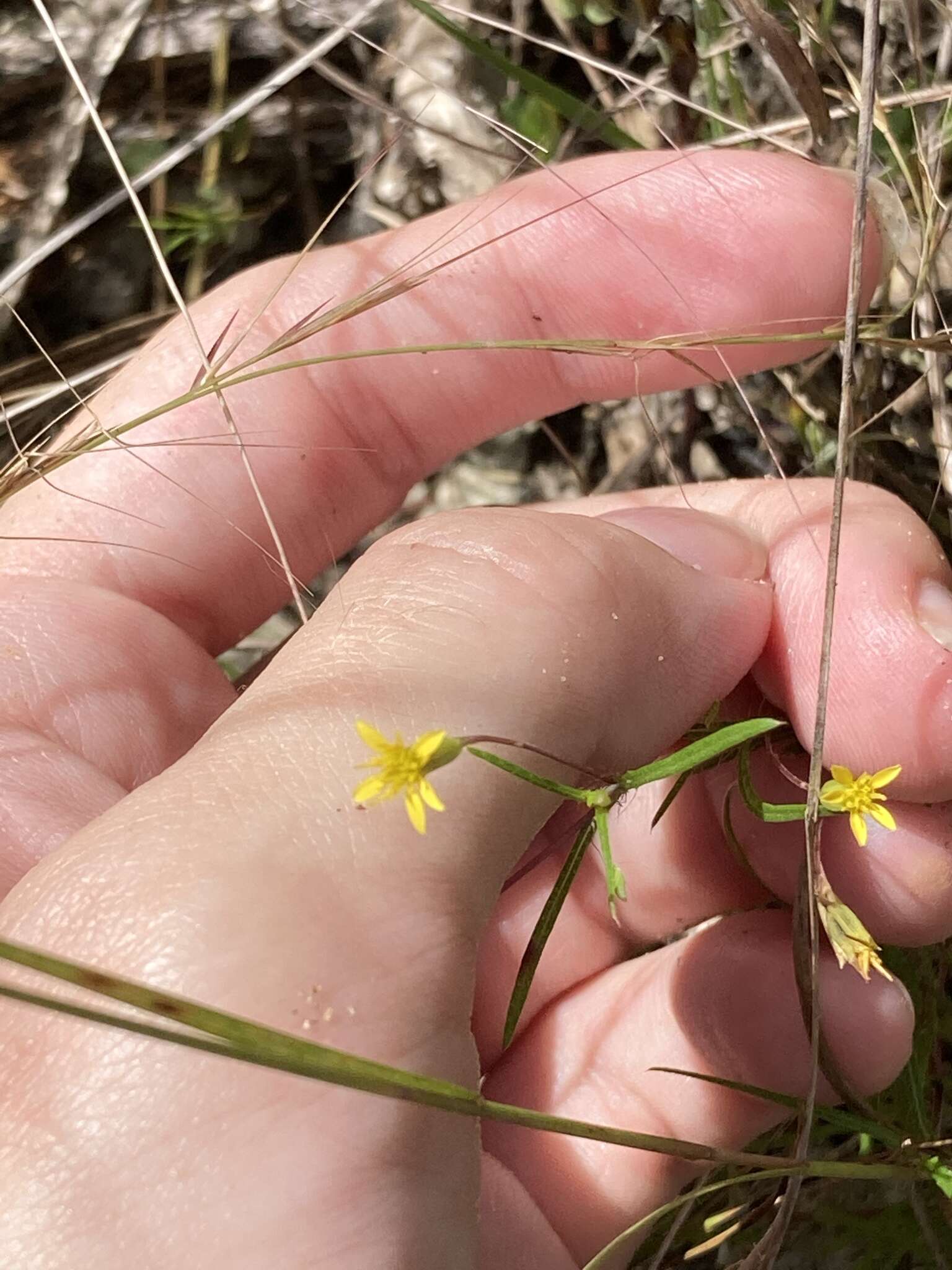 Pectis glaucescens (Cass.) D. J. Keil resmi