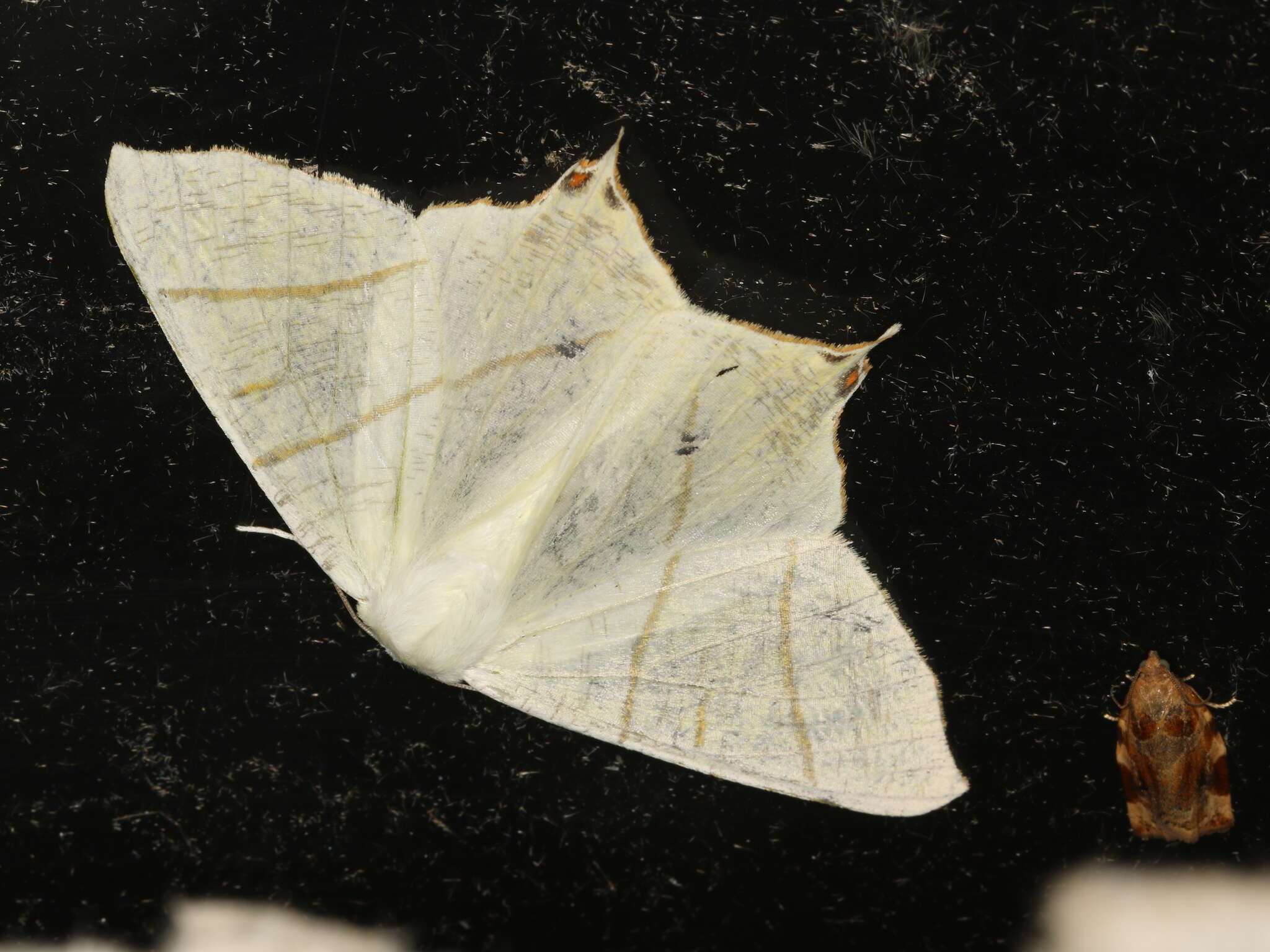 Image of swallow-tailed moth