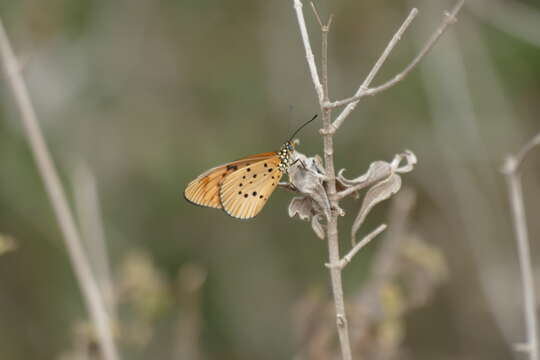 صورة Acraea encedon Linnaeus 1758