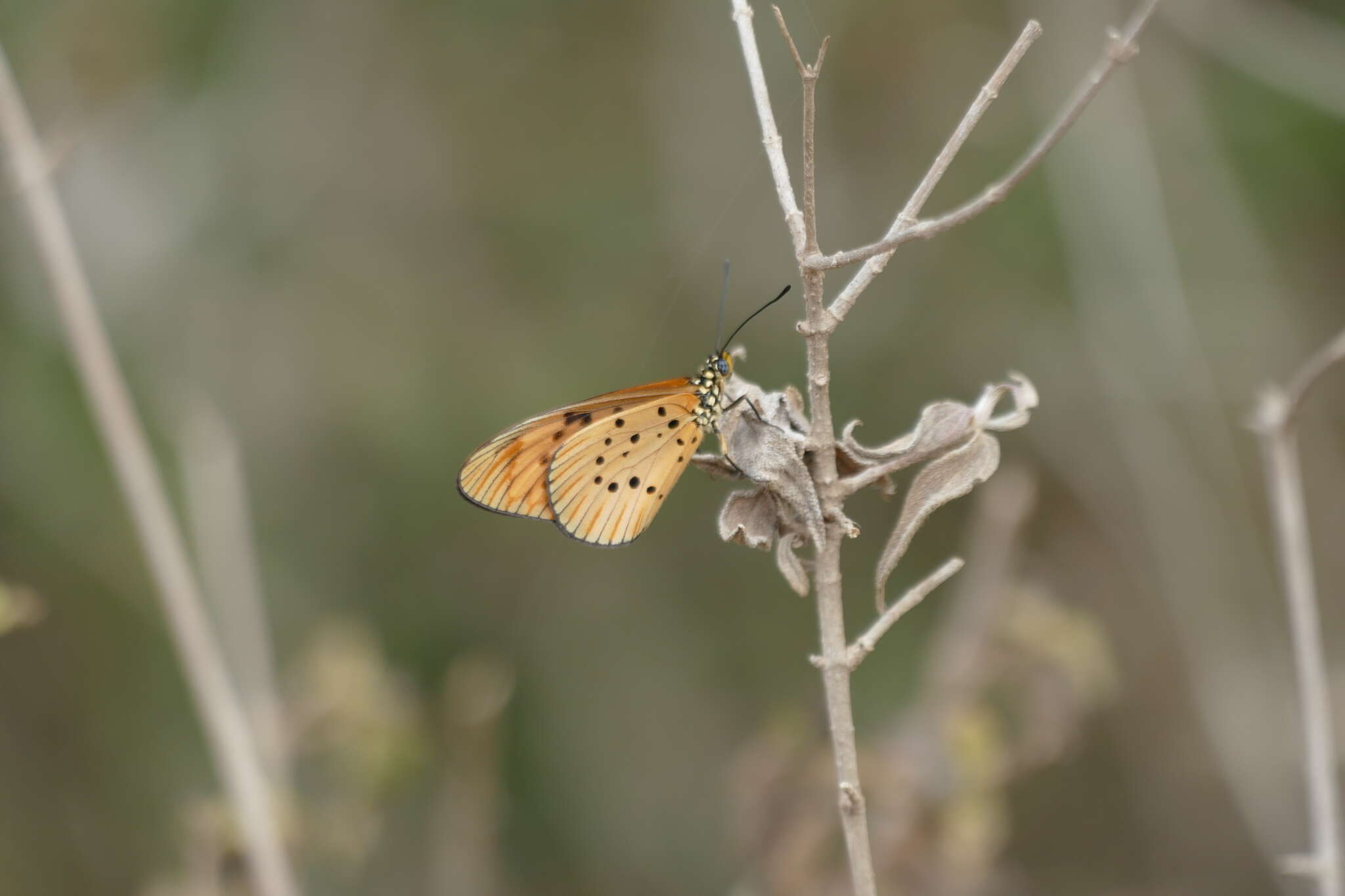 Image of Acraea encedon Linnaeus 1758