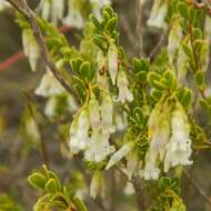 Image of Leucopogon woodsii F. Muell.