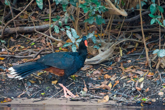 Image of Razor-billed Curassow