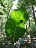 Image of Dieffenbachia longispatha Engl. & K. Krause