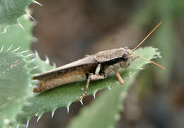 Image of Melanoplus glaucipes (Scudder & S. H. 1875)