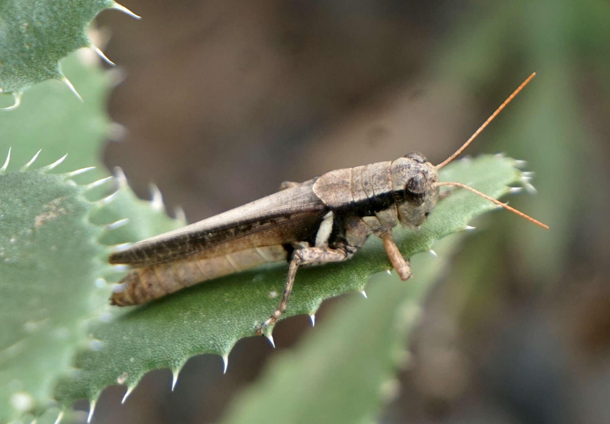 Melanoplus glaucipes (Scudder & S. H. 1875)的圖片