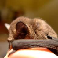 Image of Pipistrellini Tate 1942