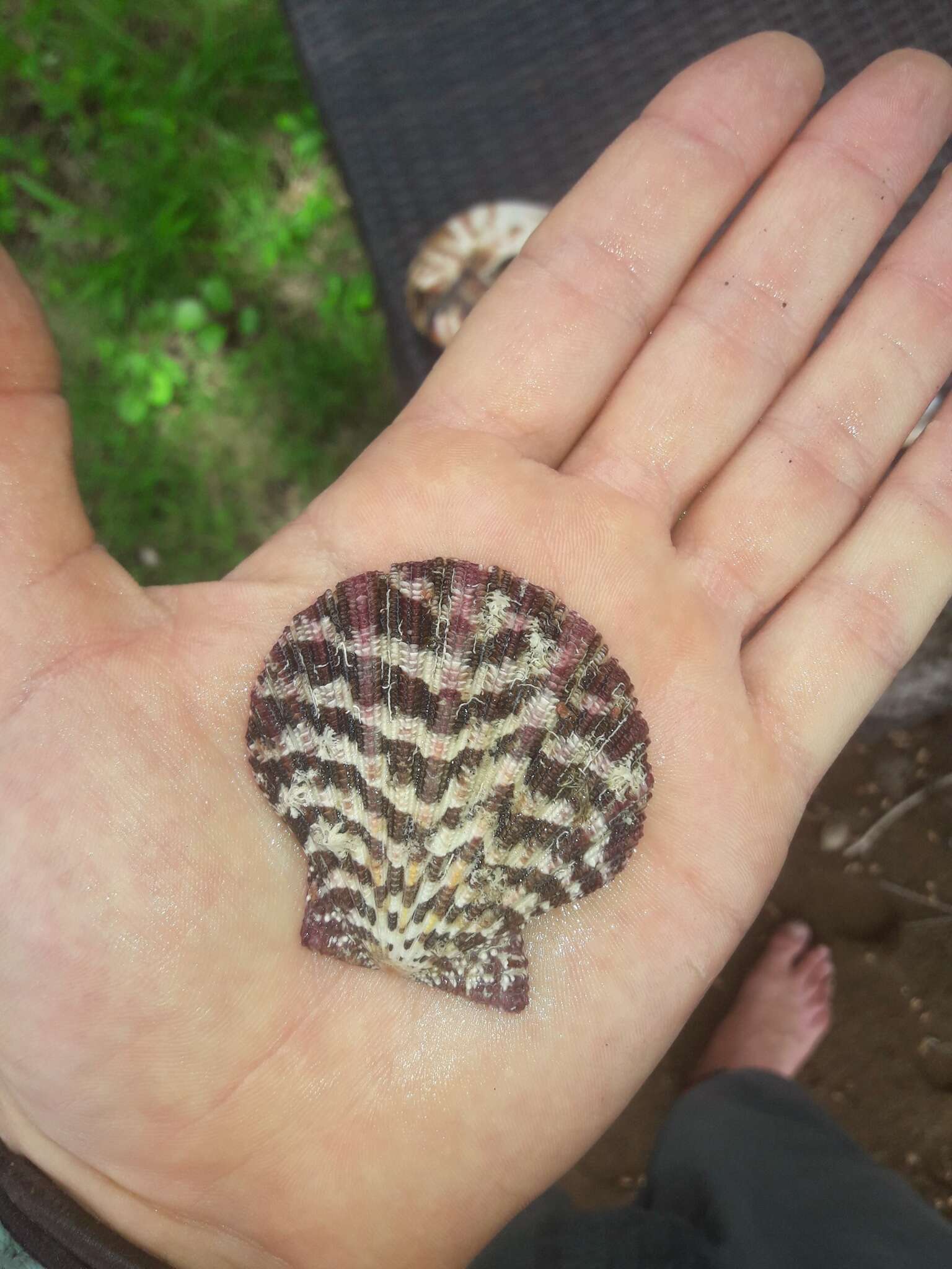 Слика од Gloripallium pallium (Linnaeus 1758)