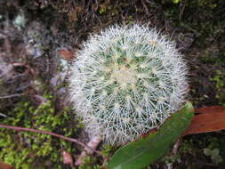 Image of Mammillaria densispina (J. M. Coult.) Orcutt