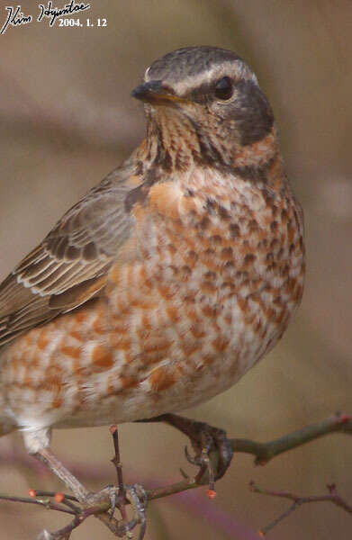 Image of Dusky Thrush