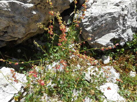 Rumex scutatus L. resmi