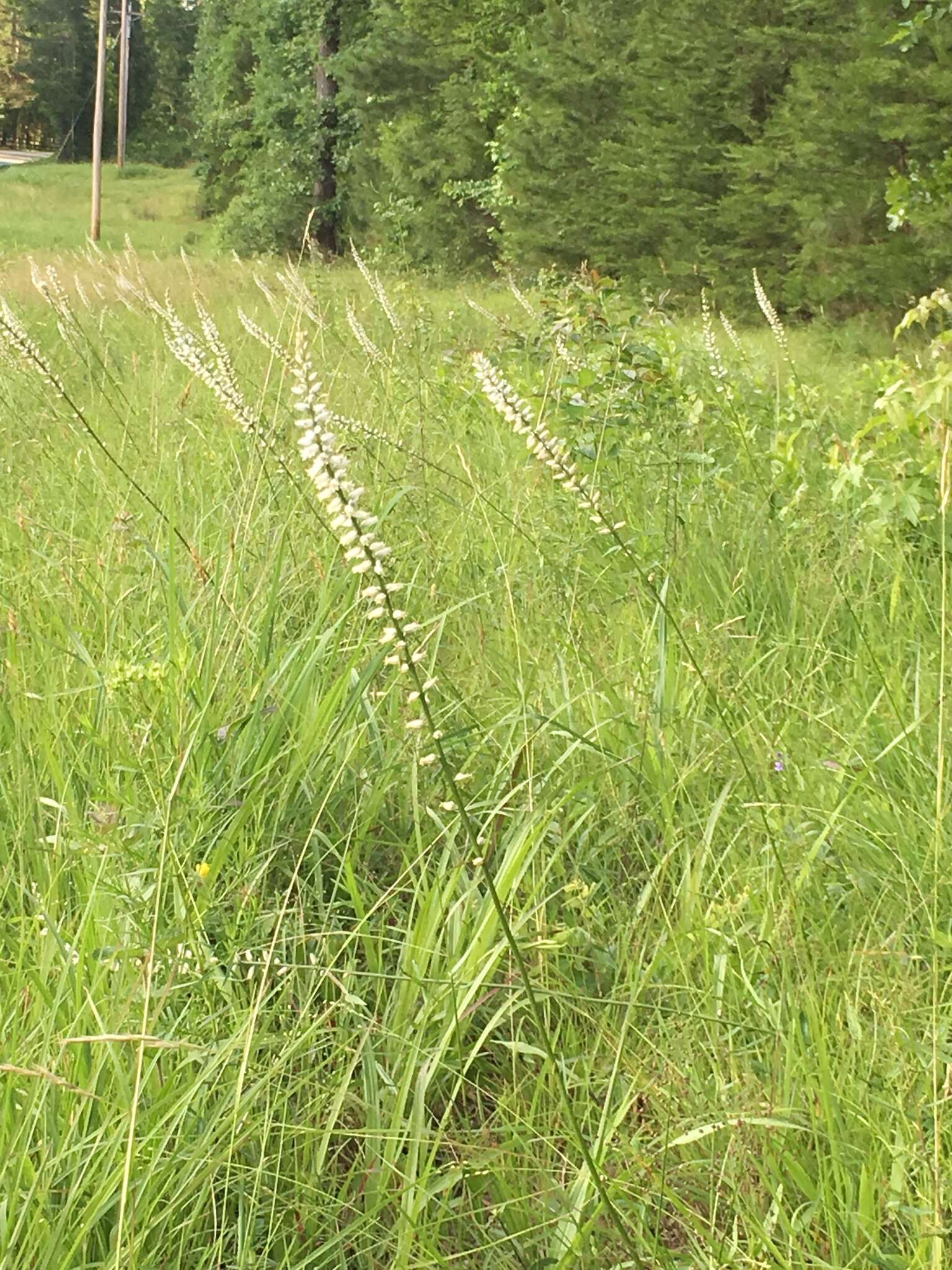 Sivun Aletris farinosa L. kuva