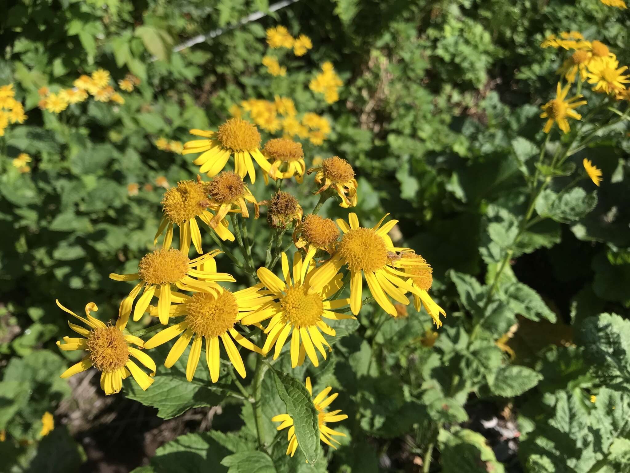 Plancia ëd Jacobaea alpina (L.) Moench