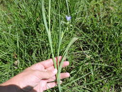 Image of prairie spiderwort