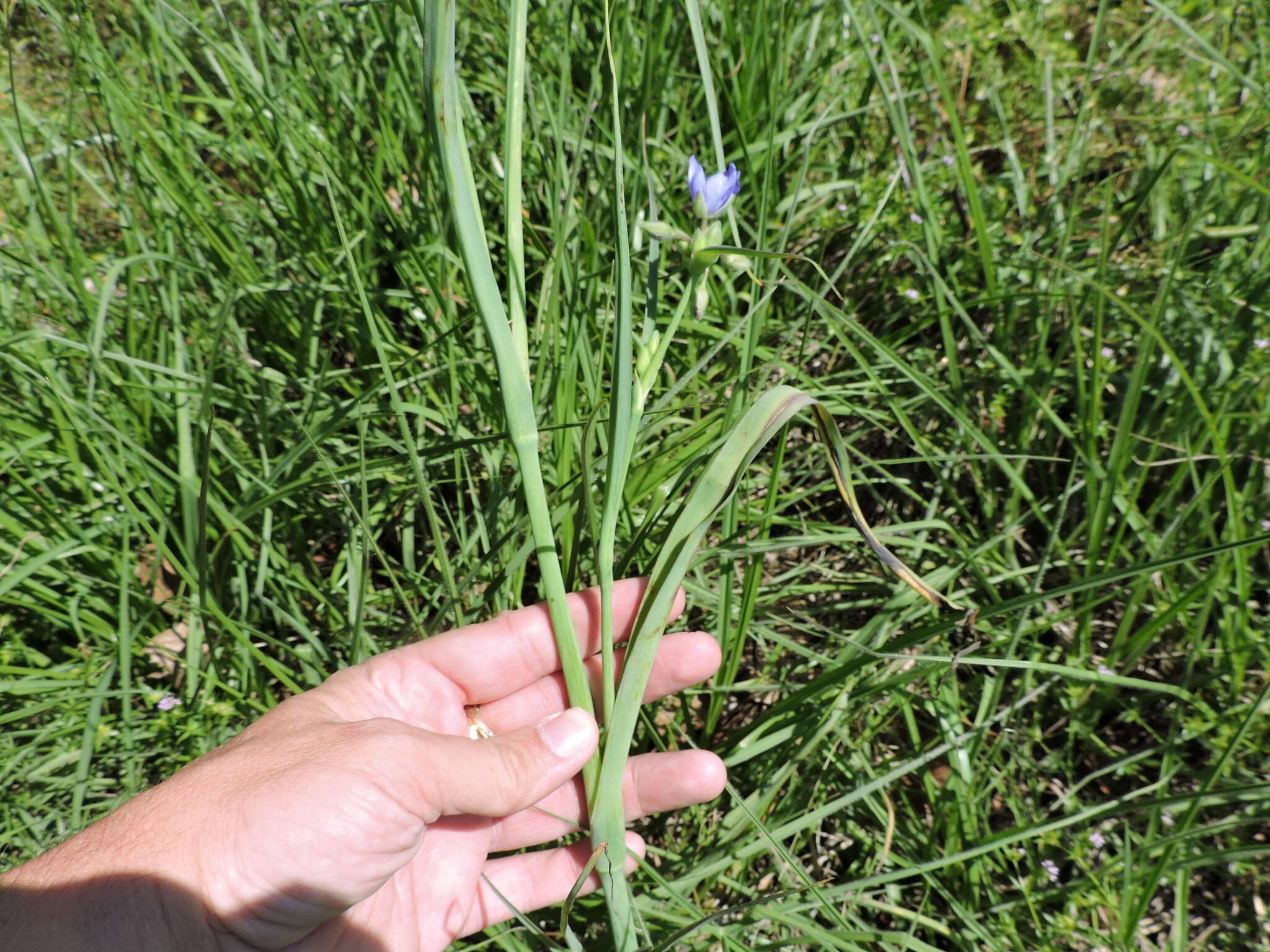 Image of prairie spiderwort