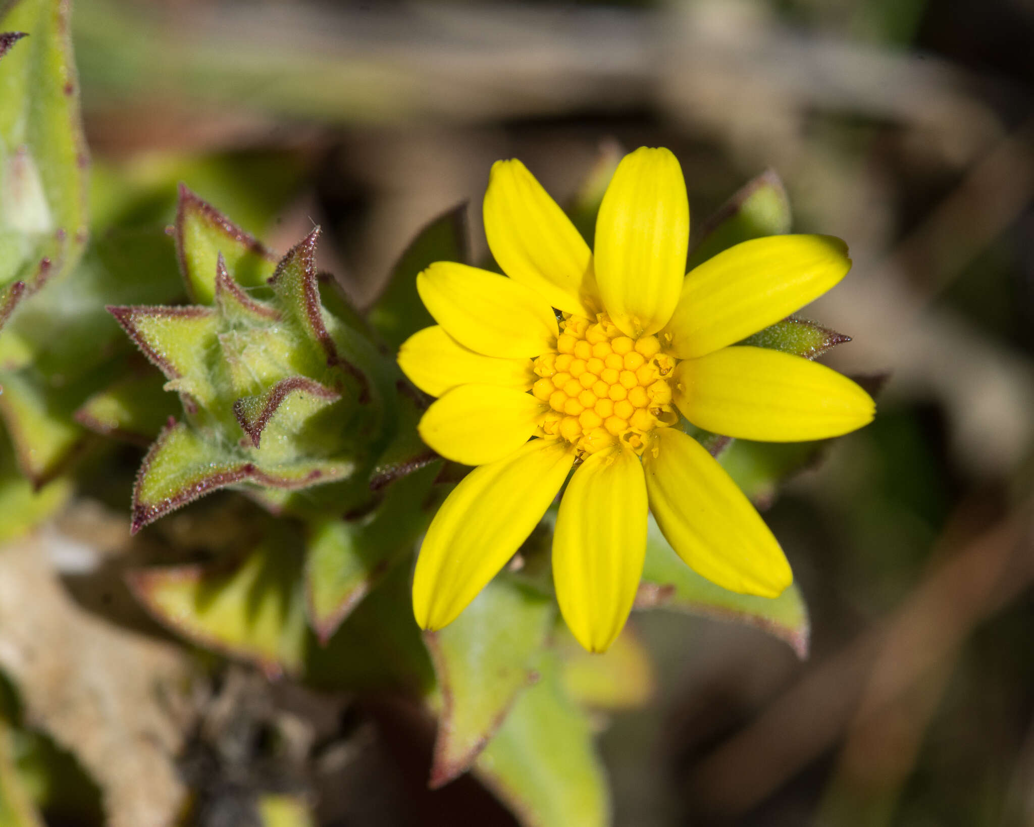 Image of Osteospermum ilicifolium L.