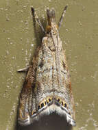 صورة Glaucocharis dilatella Meyrick 1879