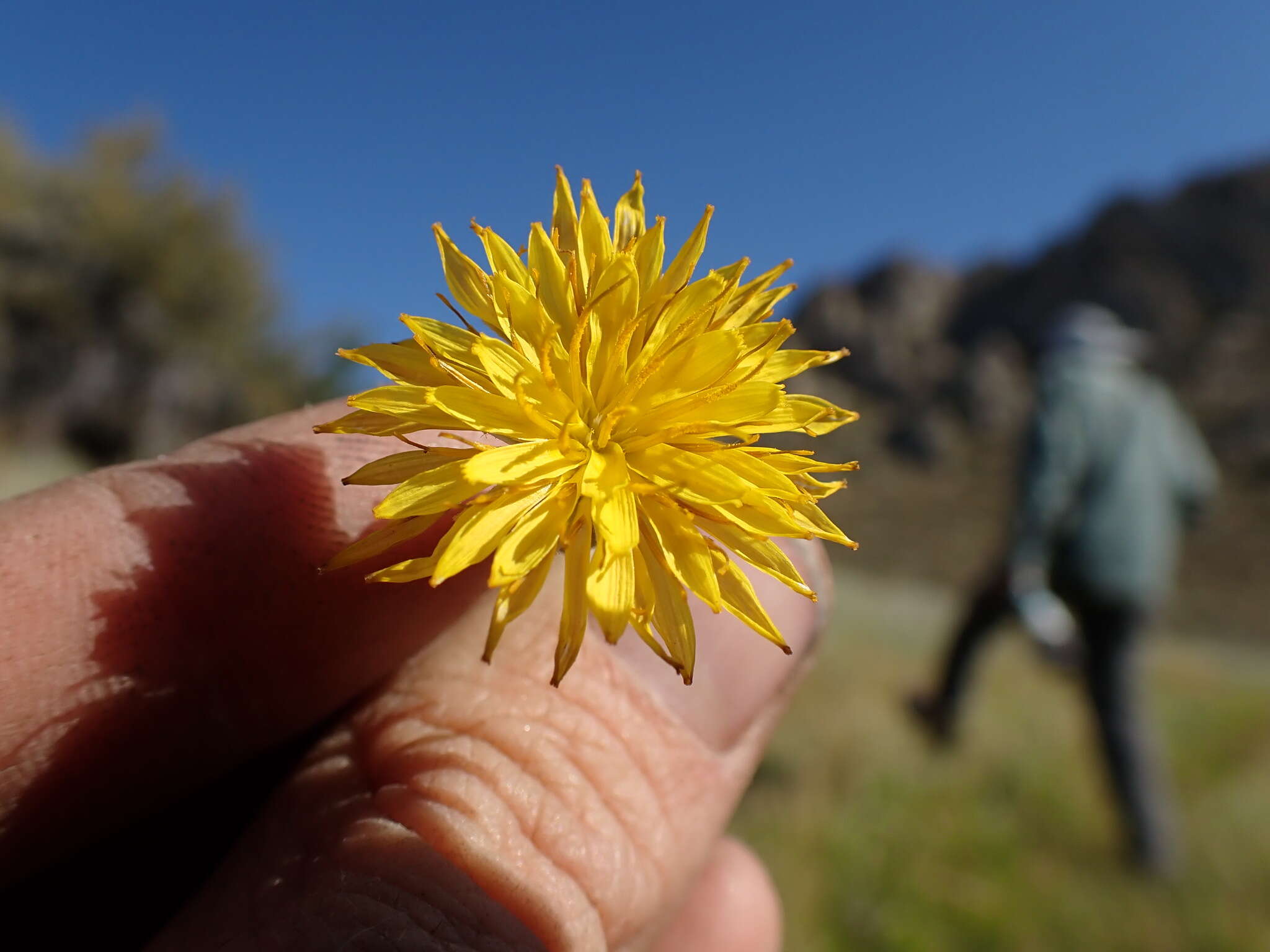 Plancia ëd <i>Agoseris <i>glauca</i></i> var. glauca