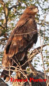 Image of Aquila rapax rapax (Temminck 1828)