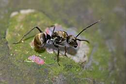 Image de Polyrhachis vigilans Smith 1858