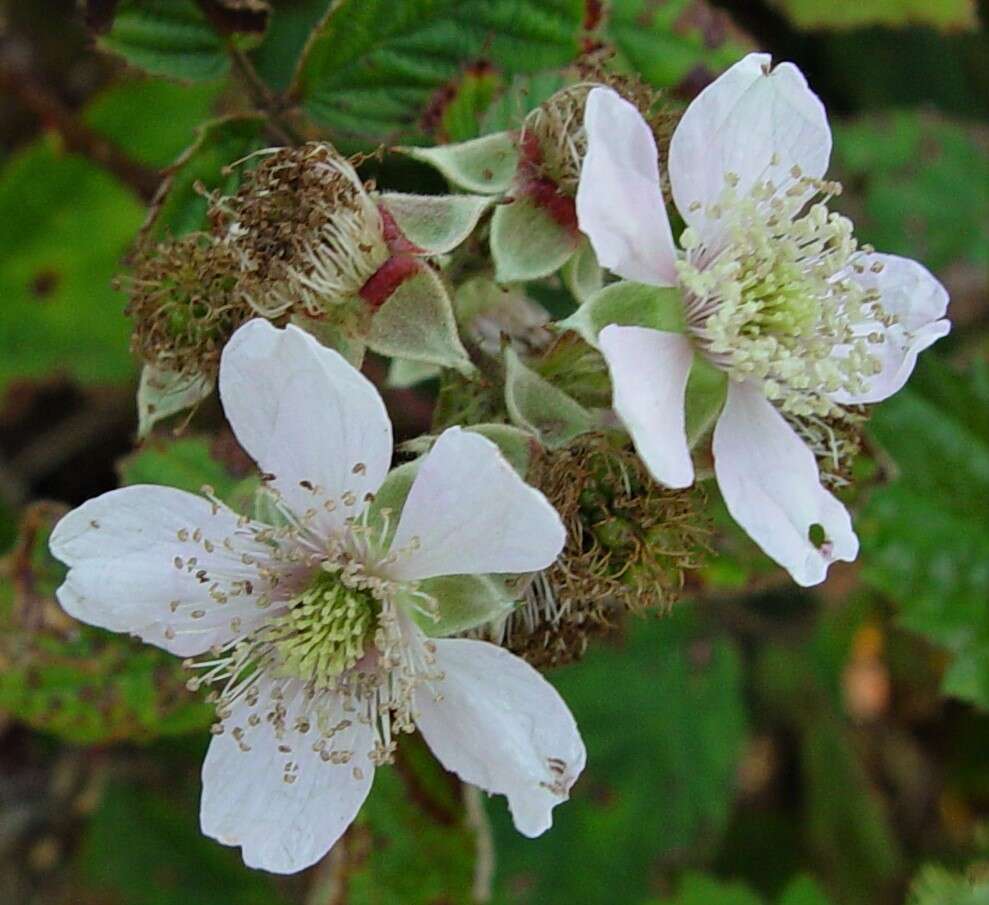 Image of Rubus nemoralis P. J. Müll.