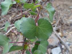 Imagem de Jatropha cardiophylla (Torr.) Müll. Arg.